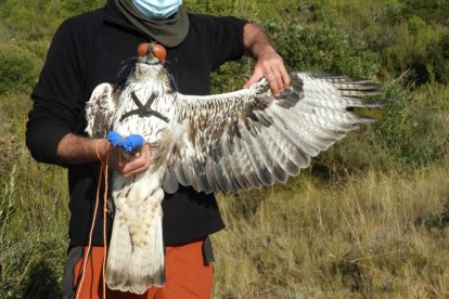 Un exemplar d'àguila cuabarrada agafat per un tècnic.