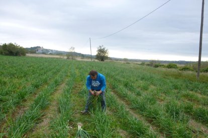 L'Alt Camp preveu recollir 18 milions de calçots.