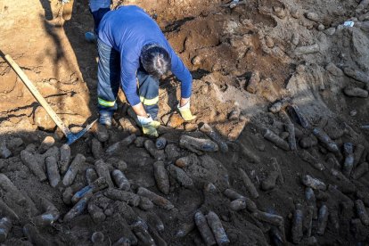 Imatge d'un operari recollint les bales de canó descobertes.