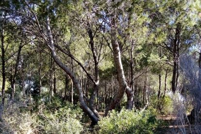 Les caixes de fusta s'han col·locat al bosc situat a la part de dalt de la pedrera del Cap Salou.