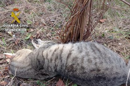 Alguns dels cadàvers dels felins es trobaven en diferents estats de descomposició.