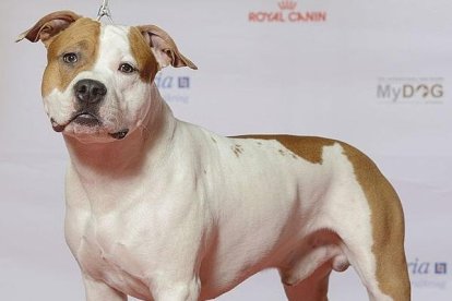 El perro era de la raza Staffordshire Terrier.