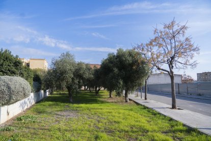 Un jardí municipal al Parc Riu Clar, una de les zones que és competència del lot 1 de jardineria.