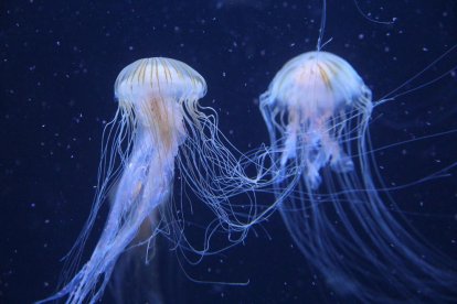 Les meduses són essencials dins la cadena tròfica als oceans.