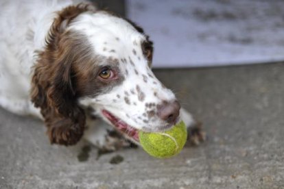 Imagen de un perro con una pelota de tenis a la boca.