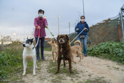 Cuatro de los 120 perros que la Protectora de Animales i Plantas de Tarragona acoge actualmente, además de un total de 180 gatos.