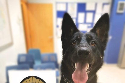 Un dels gossos de la unitat canina de la policia local d'Amposta amb els estupefaents decomissats al detingut.