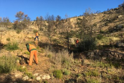 En total se han plantado más de 5.000 árboles en 10,5 hectáreas.