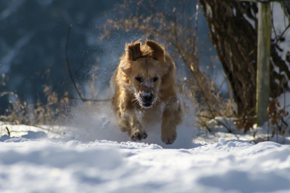 Imatge d'arxiu d'un gos a la neu.