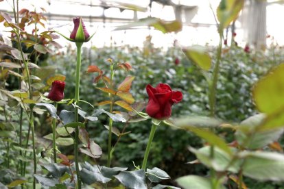 Una rosa en un hivernacle del Maresme.