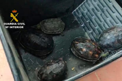 Imagen de algunas tortugas intervenidas.