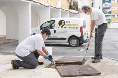 Imatge de l'inici del tractament contra es paneroles a Constantí.