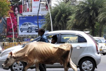 Una vaca pasea por la India.