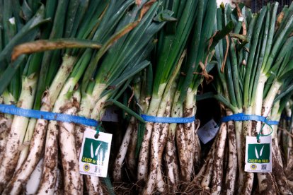 Un manojo de calçots de un productor de la IGP Calçot de Valls.