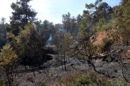 Una zona de pinar quemada en el incendio forestal de la sierra de Senan, en la Conca de Barberà.