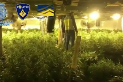 Se interceptaron 34.000 plantas de marihuana