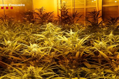 Imatge d'una plantació de marihuana que es va localitzar a un dels immobles