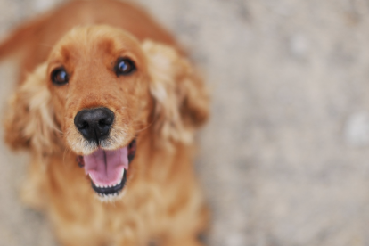 Imagen de archivo de un Cocker Spaniel.