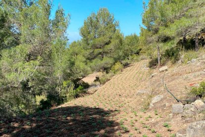 Imagen de la plantación localizada.