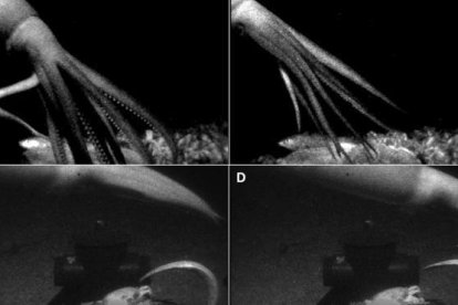 El calamar, acercándose a su 'presa'.