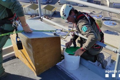 Momento de la instalación de las dos cajas nido.