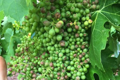 Uva estropeada por la piedra en una finca del Lloar, en el Priorat.