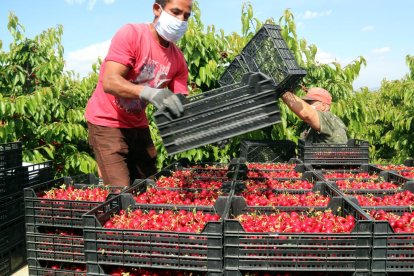 Uno de los encargados apilando cajas de cerezas en el campo, en la Sierra de Almos.