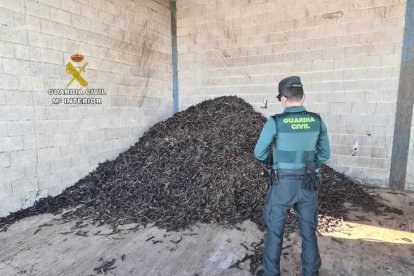 Imagen de archivo de un agente de la Guardia Civil y un cargamento de garrojes robadas.