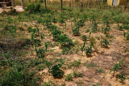 Imatge de la plantació localitzada a Móra d'Ebre, camuflada entre plantes de pamís.