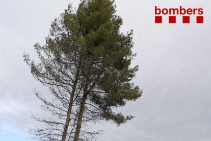 Imatge de l'arbre que ha caigut al mig de la cerretera a Horta de Sant Joan