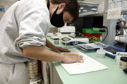 Un treballador escampa els grans de civada a una taula.