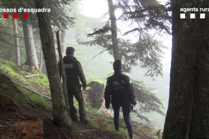 Investigació sobre la mort de l'ós Cachou