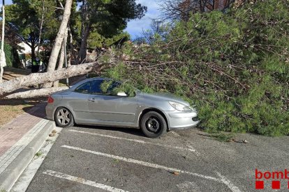 Un árbol ha caído sobre un coche en Cambrils.