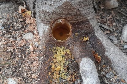 Imatge difosa per la Policia Local d'Albox, a Almeria, de l'atac rebut pels arbres.