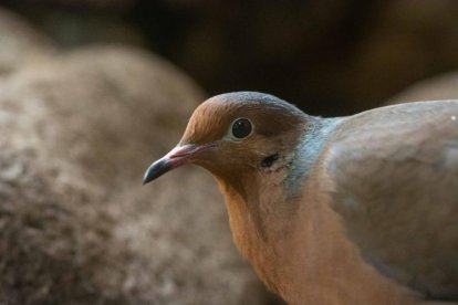 Una imagen de una de las tórtolas de Socorro nacidas al Zoo de Barcelona