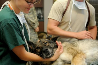 Imagen de archivo de un veterinario.