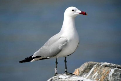 Plano medio de una gaviota de Audouin.