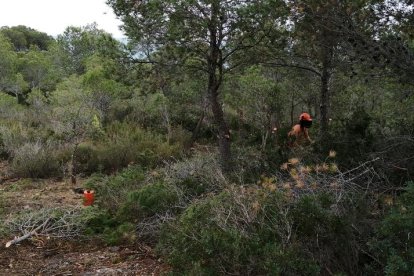 Imagen de los trabajos forestales.