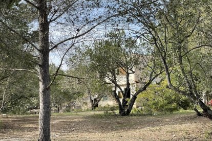 Imatge de la casa al bosc on els lladres haurien pernoctat.