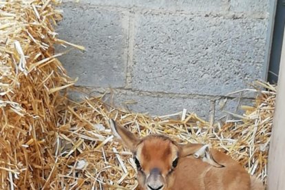 La cría de órix blanco nacida al zoo.