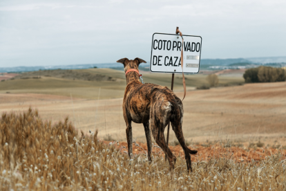 Imagen de archivo de un perro de caza.