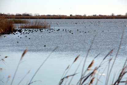 Vista general d'aus a la zona de la llacuna de l'Encanyissada, al Parc Natural del Delta de l'Ebre.