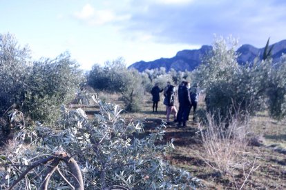 Primer plano de un olivo roto por el peso de la nieve en una finca de Horta de Sant Joan, en la Terra Alta.