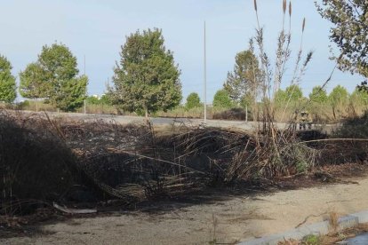 La zona de matolls afectada per l'incendi.