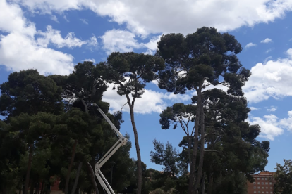 Un instante de la intervención de los operarios en el parque.