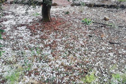 Un campo de olivos de Bovera, con la piedra caída en el suelo.