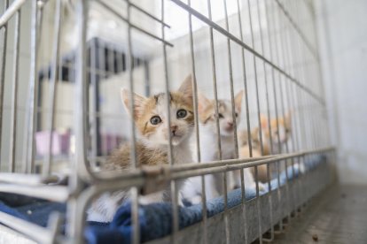 Unos 150 gatos ya han encontrado familia durante el 2021, la mayoría de ellos cachorros de dos a cuatro meses.