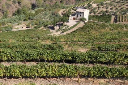 Imatge d'arxiu de la finca de Mas Alsera, a Torroja del Priorat, en l'inici de la verema.