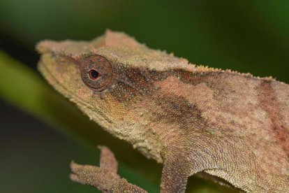 El camaleó pigmeu de Chapman (rhampholeon chapmanorum), una rara espècie endèmica de Malaui que es temia extingida en la naturalesa a causa de la destrucció del seu hàbitat natural.