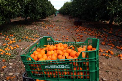 Pla general d'una caixa plena de mandarines i dels voluntaris que han participat en l'espigolada organitzada per la Fundació Espigolers en una finca de Santa Bàrbara (Montsià).